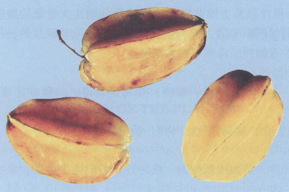 陽(yáng)桃